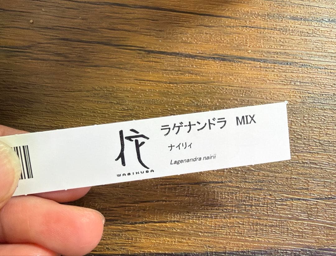 確認用 詫び草 ラゲナンドラ ナイリィ