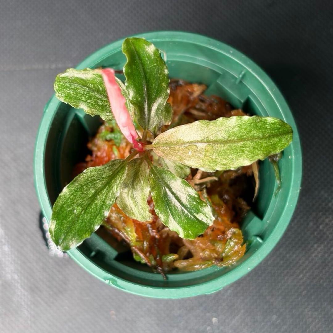 増*彦様 Bucephalandra sp. pink variegata