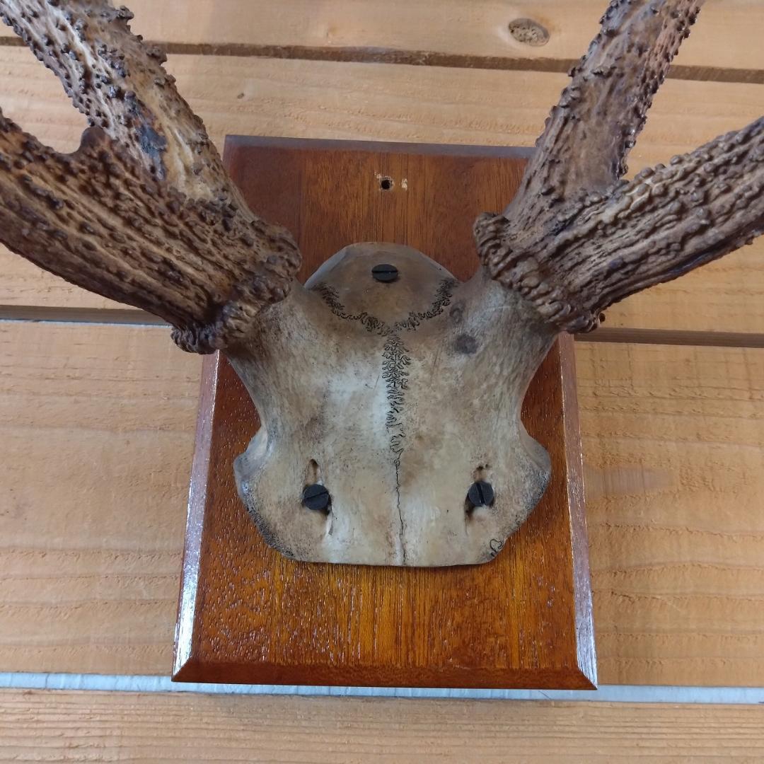 鹿の角　壁掛け