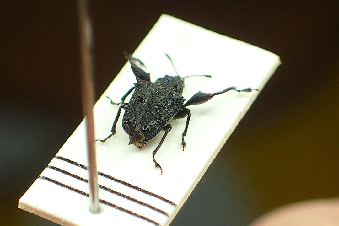 イカツイ！アシナガオトシブミ？の仲間、この１頭のみ