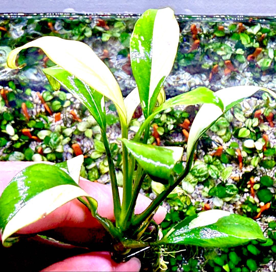 Anubias Panda Congensis 斑入りパンダアヌビアス.