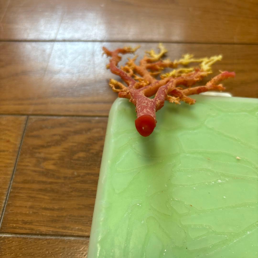 赤珊瑚